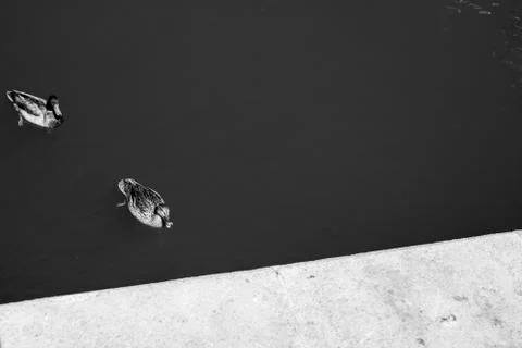 High contrast ducks Stock Photos