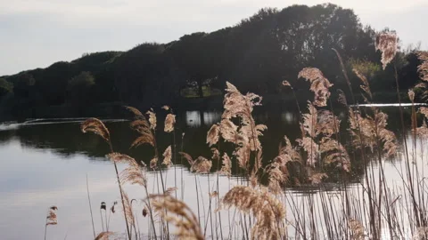 High contrast everglades landscape during a sunny afternoon Stock Footage 237537166
