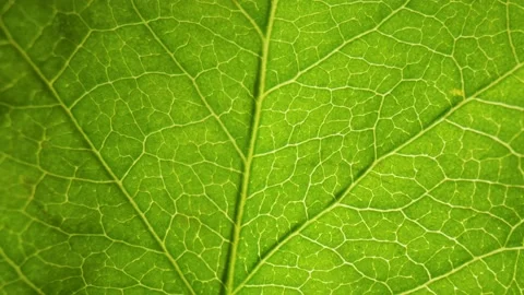 High Contrast Green Macro Leaf Natural Background Видео 133247407