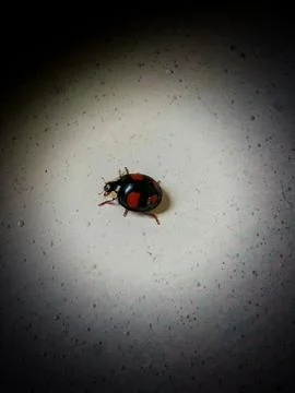 High Contrast Image Capturing Tiny Ladybug On Textured White Surface With Shadow Stock Photos