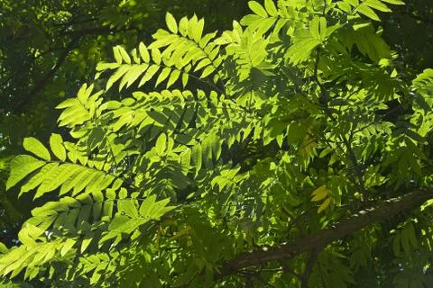 High contrast leaf pattern Stock Photos