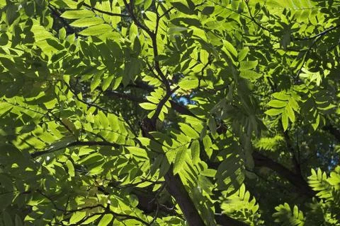 High contrast leaf pattern Stock Photos