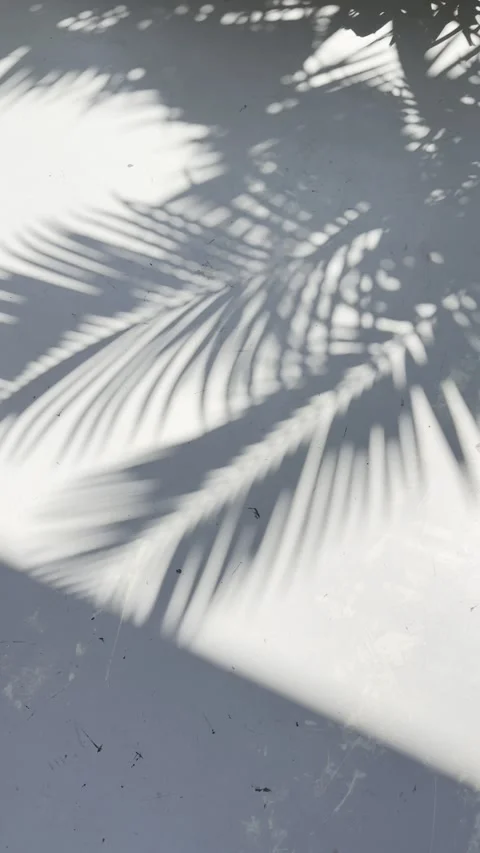 High Contrast Palm Leaf Shadow on Textured Wall Minimal Tropical Background Stock Footage 332771940