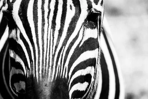 With high contrast Stock Photos