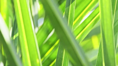 High Contrast Sunlight Shining Through Tropical Palm Tree Branches (ProRes 422) Stockbeeldmateriaal 324606786