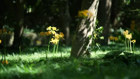 High contrast view of a forest with small spider-lilies blossoming (4K) Stock Footage 346656746