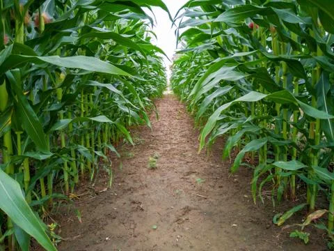 High corn crops on a row Stock Photos