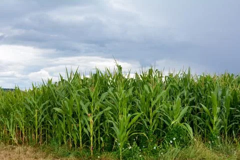High Corn field with sky Foto stock