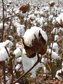 High cotton Stock Photos
