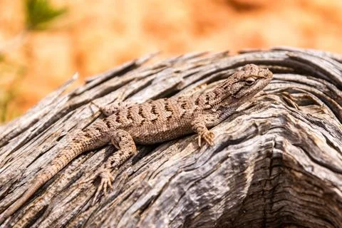 High Country Lizard Stock Photos