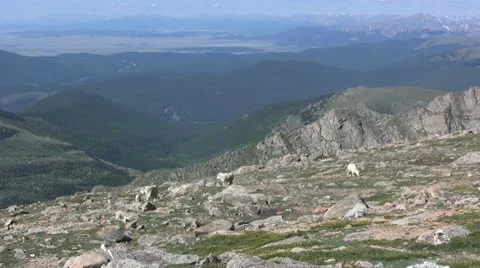 High Country Mountain Goats Vídeos de archivo 20522797