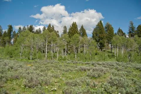 High country Foto stock