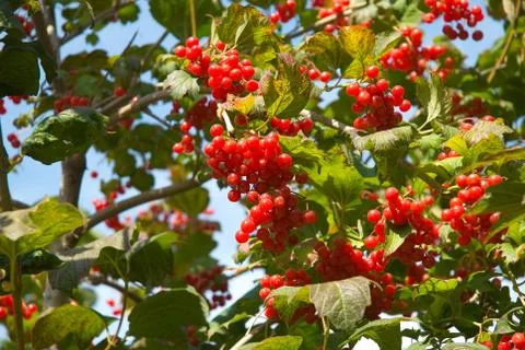 High cranberry Foto stock