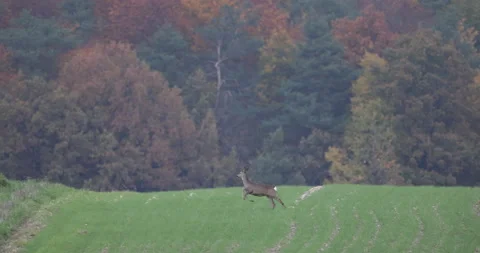 High deer jump, 4K slow motion Stock Footage 166230547