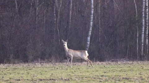 High deer jump, 4K slow motion Stock Footage 171861710