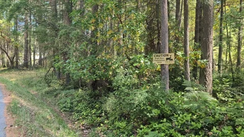 High deer population caution sign on wild forest road, animals crossing Stock Footage 342789063