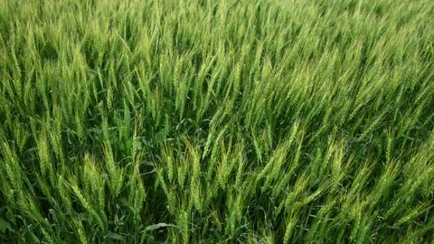 High definition and closeup view of a bright green wheat crop moving slowly Stock Footage 135705002