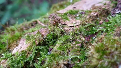 High-definition close-up of a red wood ant. Crawling Across Moss-Covered tree Stock Footage 339786050