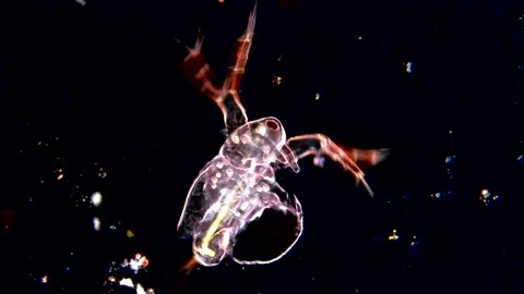 High Definition Dark Field View of Daphnia in Freshwater, 200x magnification Stock Footage 317836156