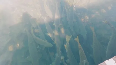 High Definition Footage Of Active Fish School Aquaculture Stock Footage 333542027