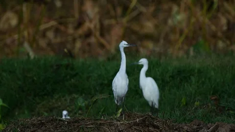 High Definition Footage of a Large Flock of Egrets Video stock 304026573
