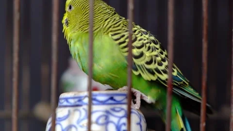 High Definition Footage of Pet Budgerigar Parakeets Stock Footage 304103013