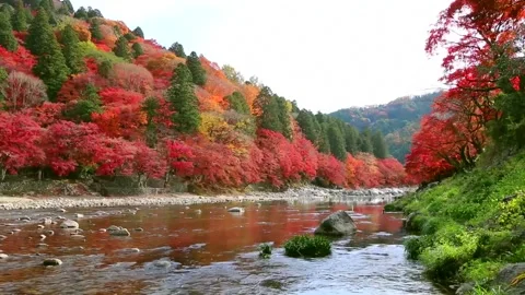 High Definition Footage of Vibrant Deciduous Forest Stock Footage 346196162