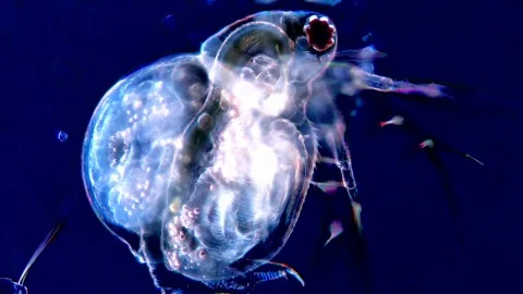 High Definition Footage of Water Flea Under Dark Field microscope, 200x 動画素材 317835560