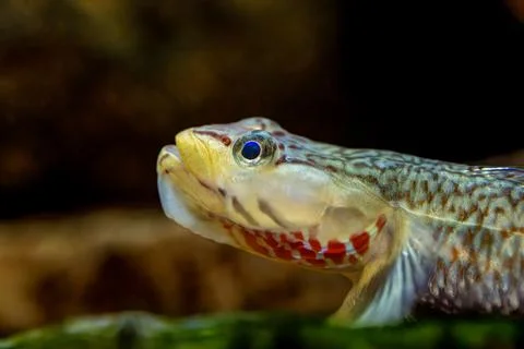 High Definition Goby Stock Photos