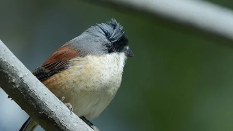 High Definition Live Filming of Mountain Bird Stock Footage 319664710