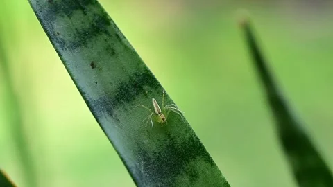 High-definition macro of a lean lynx spider on a plant stem. Stock Footage 336182181