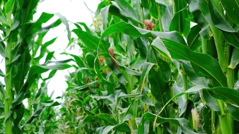 High Definition Real Shot of Corn, Cornfield, and Corn Ears Video stock 304230189