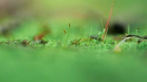 High Definition Recording of Moss and Lichen Stock Footage 319611490