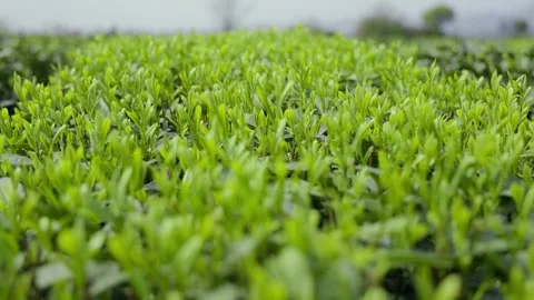 High Definition Recording of Tea Leaf Buds Video stock 319674932