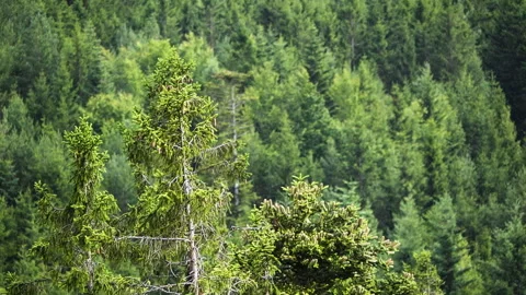 High definition slow motion capture of rain falling on a forest Stock Footage 318166630