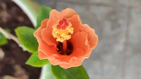 High definition timelapse of Hibiscus flower. Stock Footage 130508184