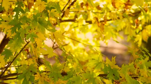 High Definition Video of Autumn Maple Foliage Stock-Footage 319612439