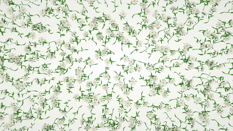 High density of flowers on a white background. Stock Footage 122458474