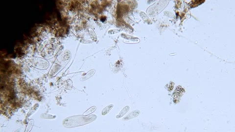 High density of unicellular paramecium  protozoa under microscope Video stock 176351253