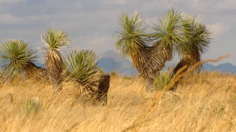 High Desert Cactus CU 動画素材 33543022