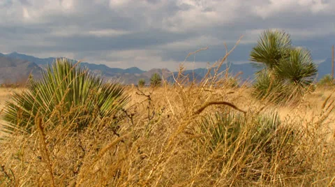 High Desert Cactus Video stock 33543172
