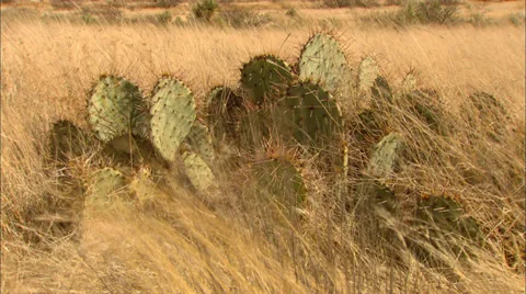 High Desert  Cactus Vídeo Stock 33636362