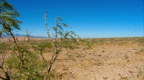 High Desert Cattle Stock Footage 33541754
