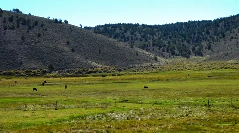 High Desert Cattle Ranch Video stock 47474379