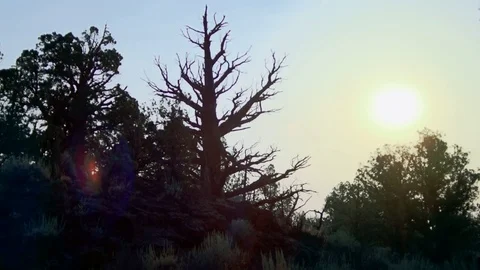 High Desert Dead tree and smoky Sun Stock Footage 83188559