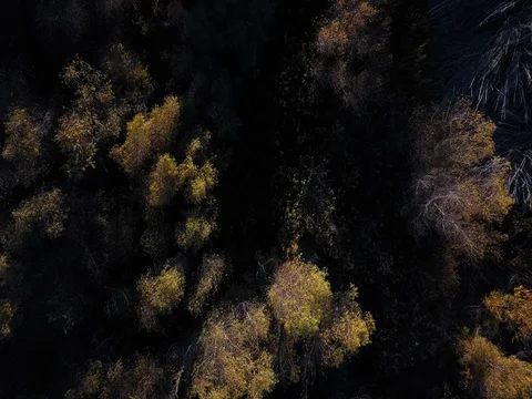 High Desert Foliage 動画素材 83590051