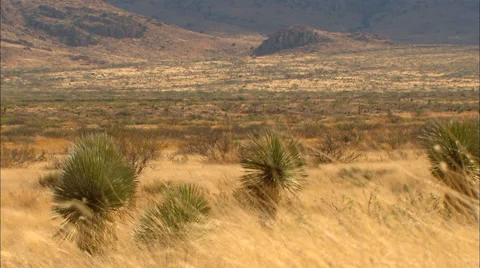 High Desert Grass Cactus Video stock 33637703