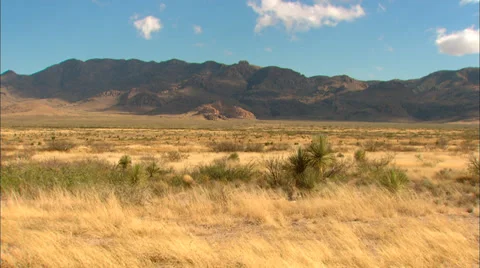 High Desert Grass Video stock 33637112