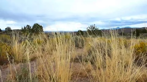 High Desert Grass Stock-Footage 41728309