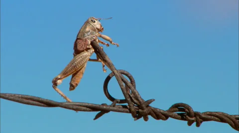 High Desert Grasshopper 스톡 동영상 33542485